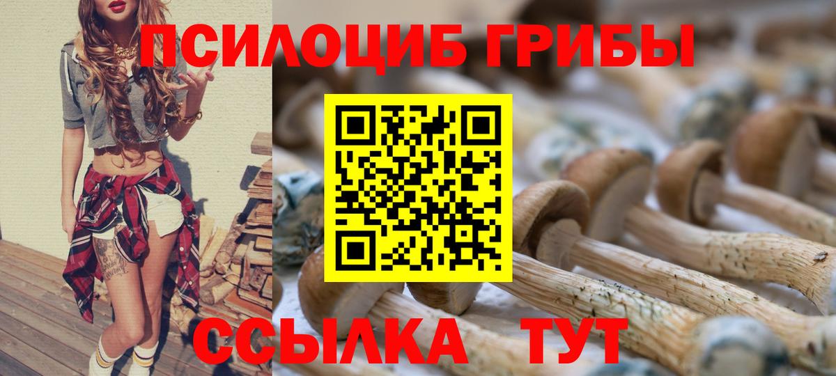 Галлюциногенные грибы Psilocybe Торжок